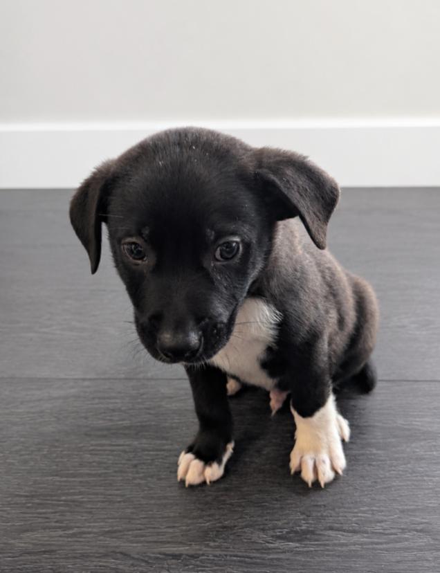 Enlarge Graham, an adopted mixed breed in CHURCHVILLE, NY image 1/1