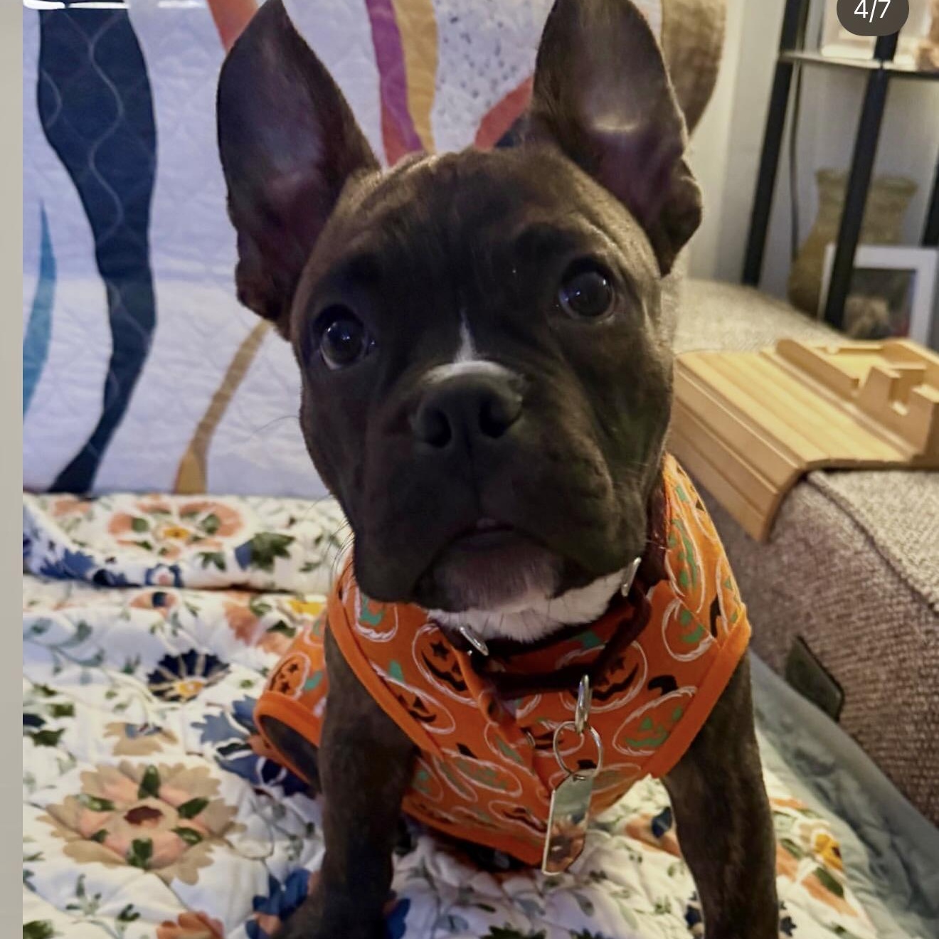 Enlarge Ennis, a Adopted mixed breed in Bedminster, NJ image 1/6