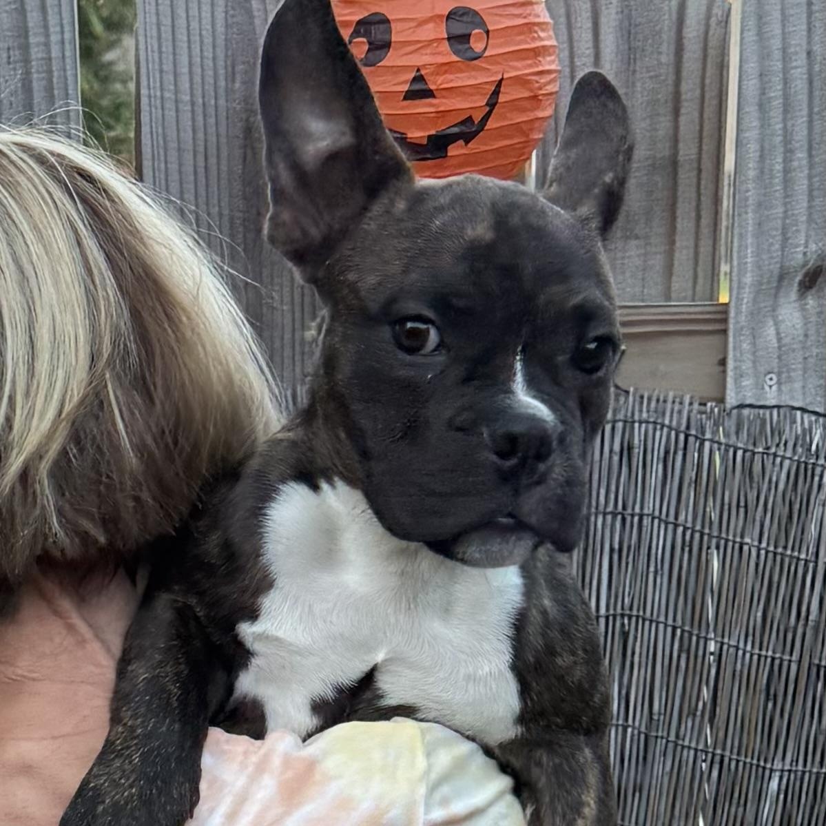Ennis, Adopted, Puppy Male French Bulldog.