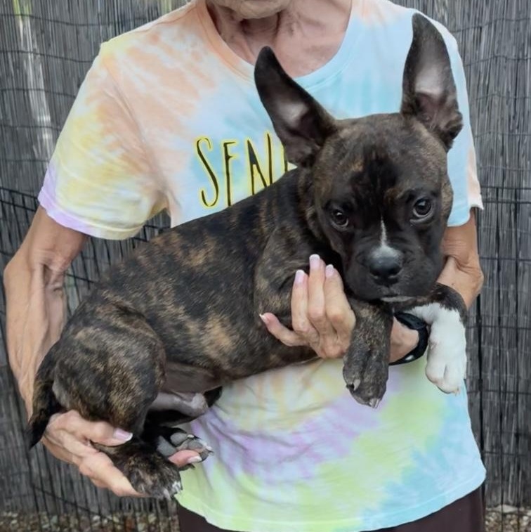 Enlarge Ennis, a Adopted mixed breed in Bedminster, NJ image 3/6