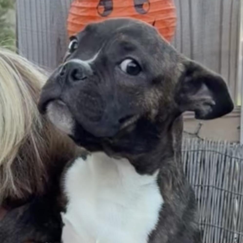 Enlarge Ennis, a Adopted mixed breed in Bedminster, NJ image 4/6