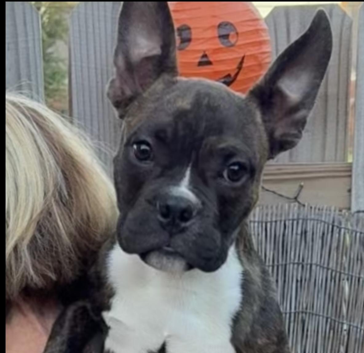 Enlarge Ennis, a Adopted mixed breed in Bedminster, NJ image 5/6