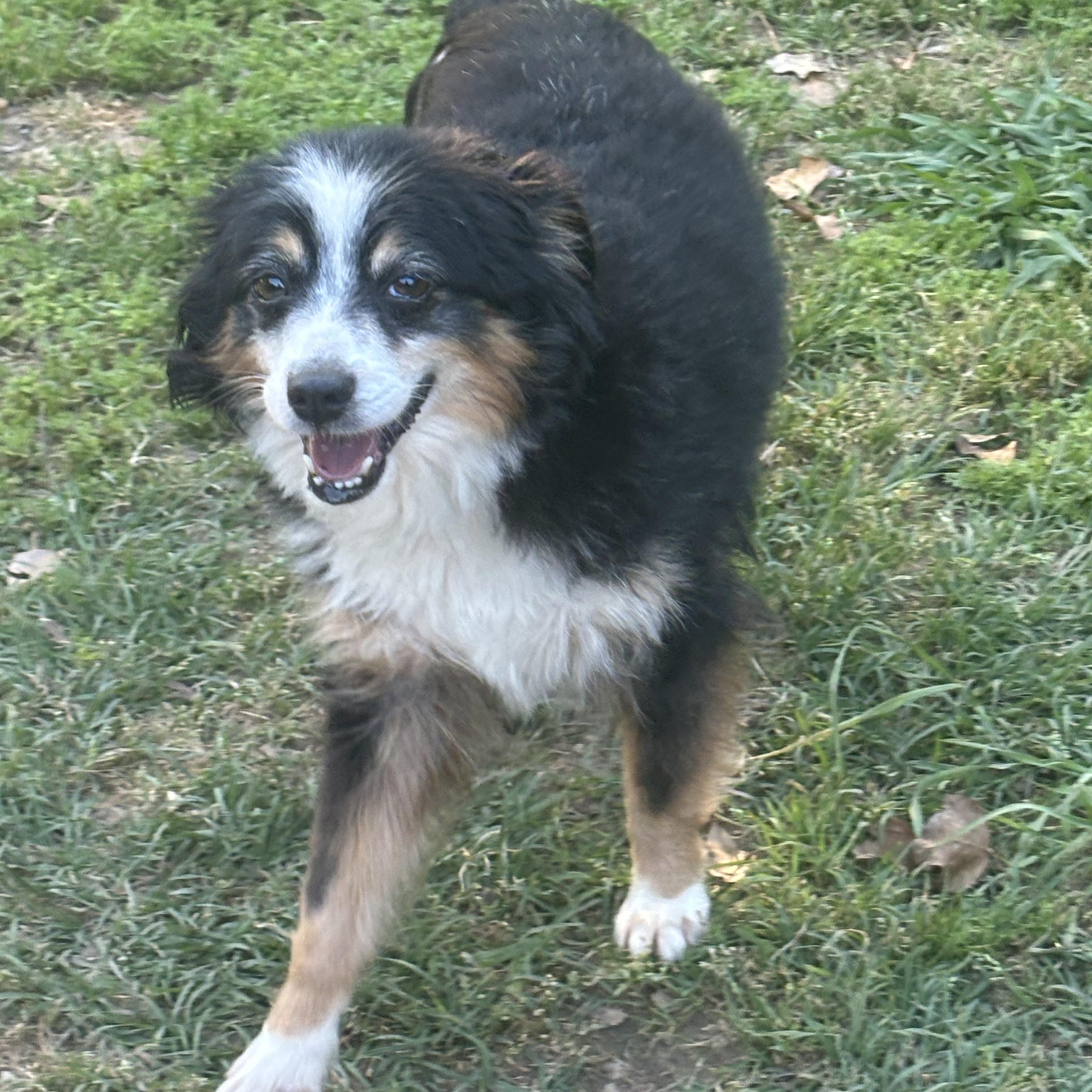Ricky, Adoptable, Adult Male Australian Shepherd.