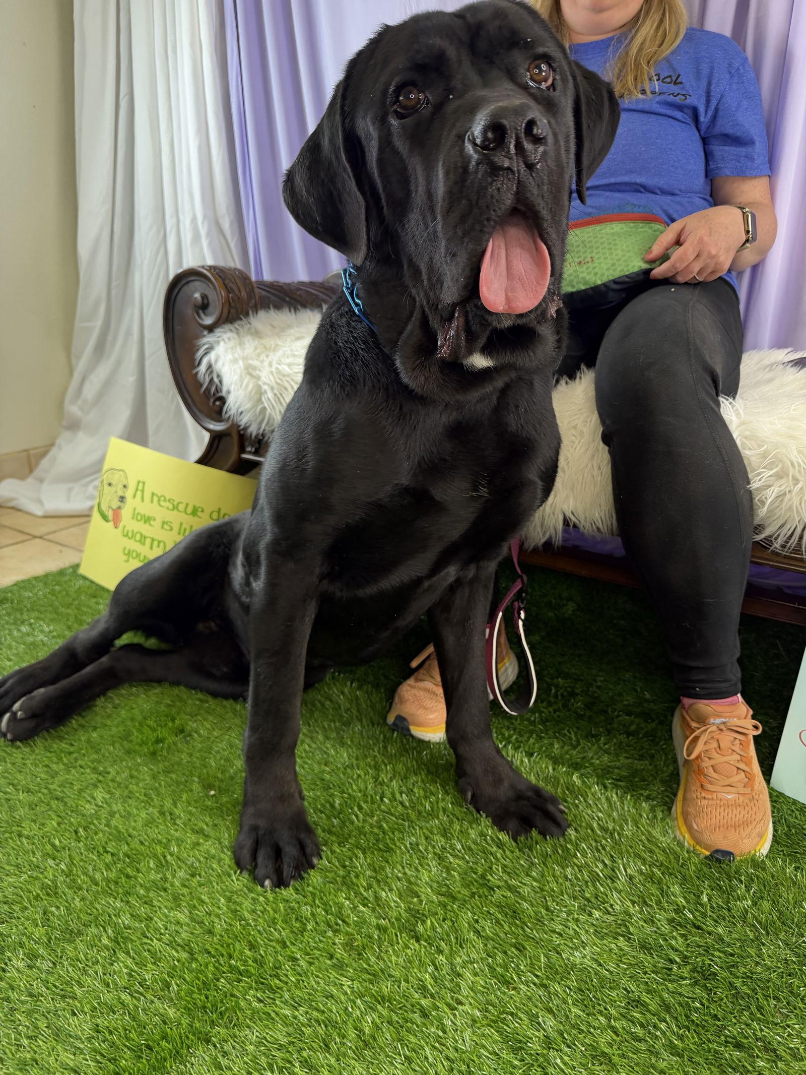 Appa - Adoption Pending, a Adoptable Cane Corso in Glendale, AZ image 1/3