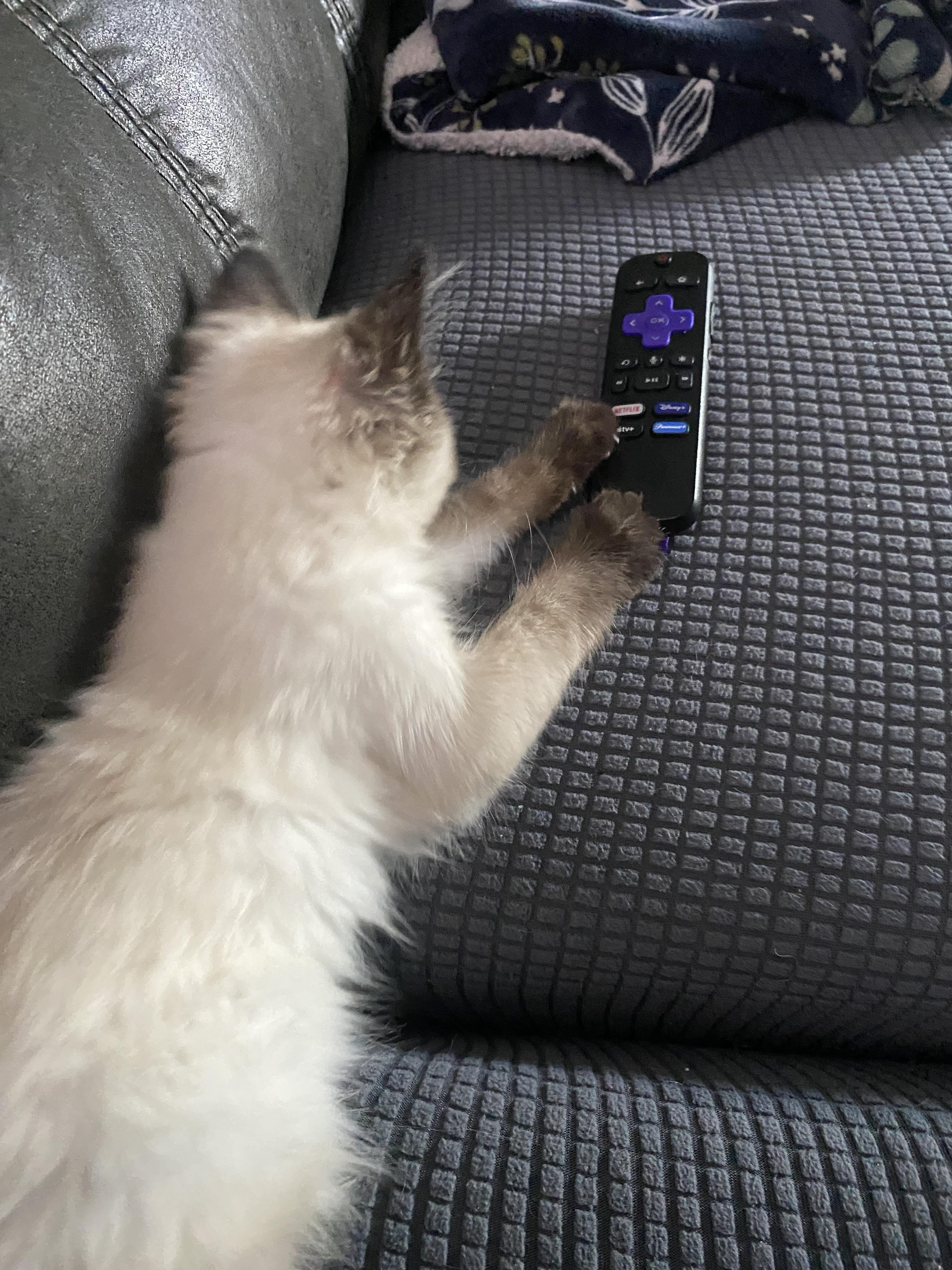 Enlarge Freya, an adopted Ragdoll in Canal Fulton, OH image 4/4