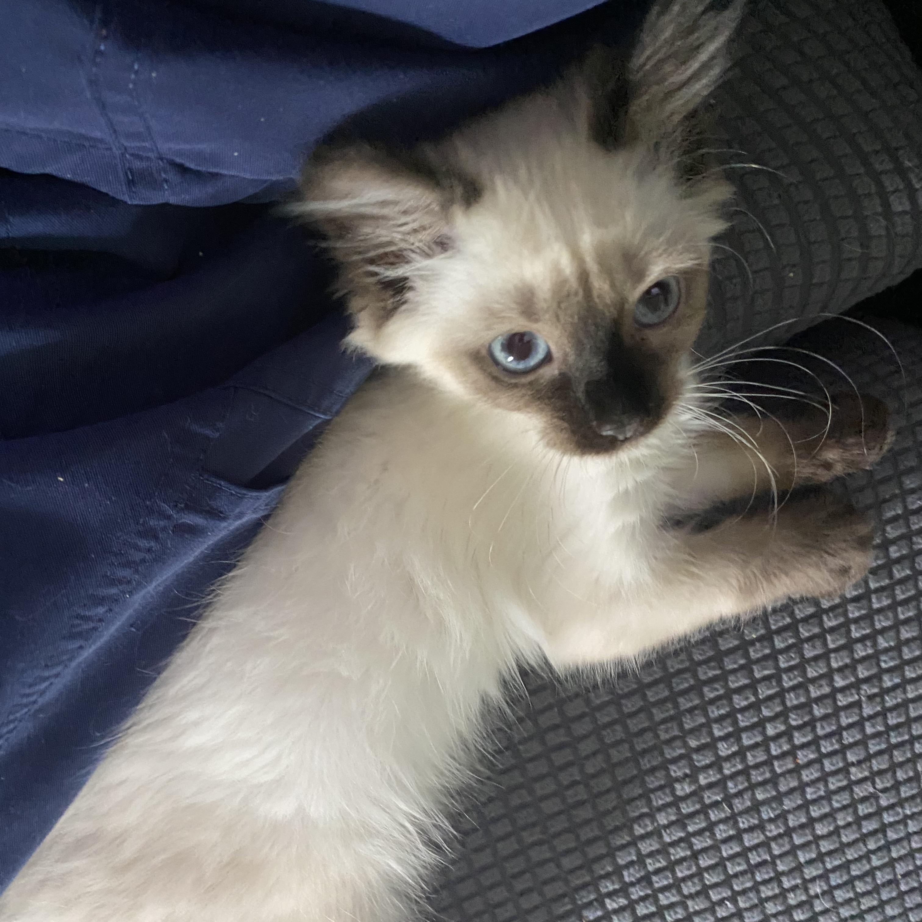 Enlarge Freya, an adopted Ragdoll in Canal Fulton, OH image 2/4