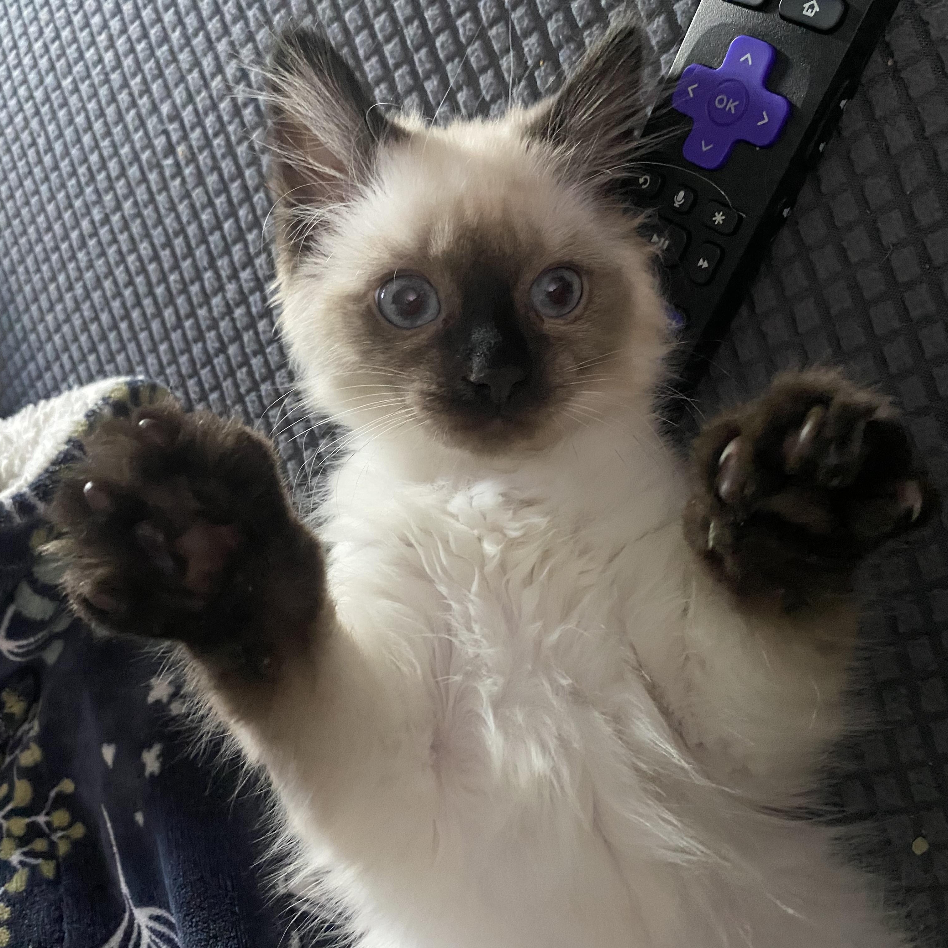 Freya, adopted, Kitten Female Ragdoll.