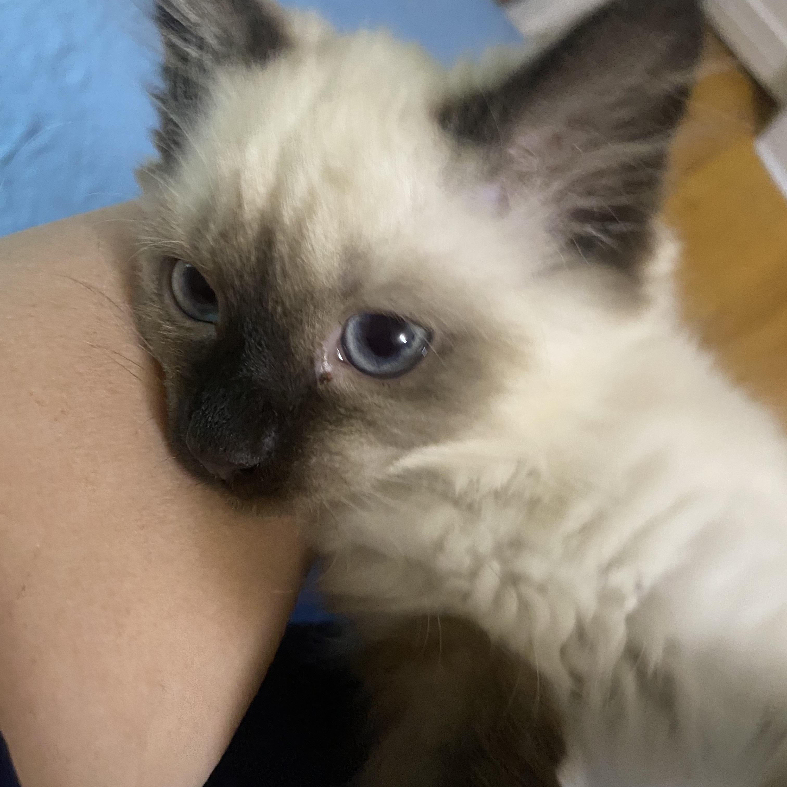 Enlarge Freya, an adopted Ragdoll in Canal Fulton, OH image 3/4