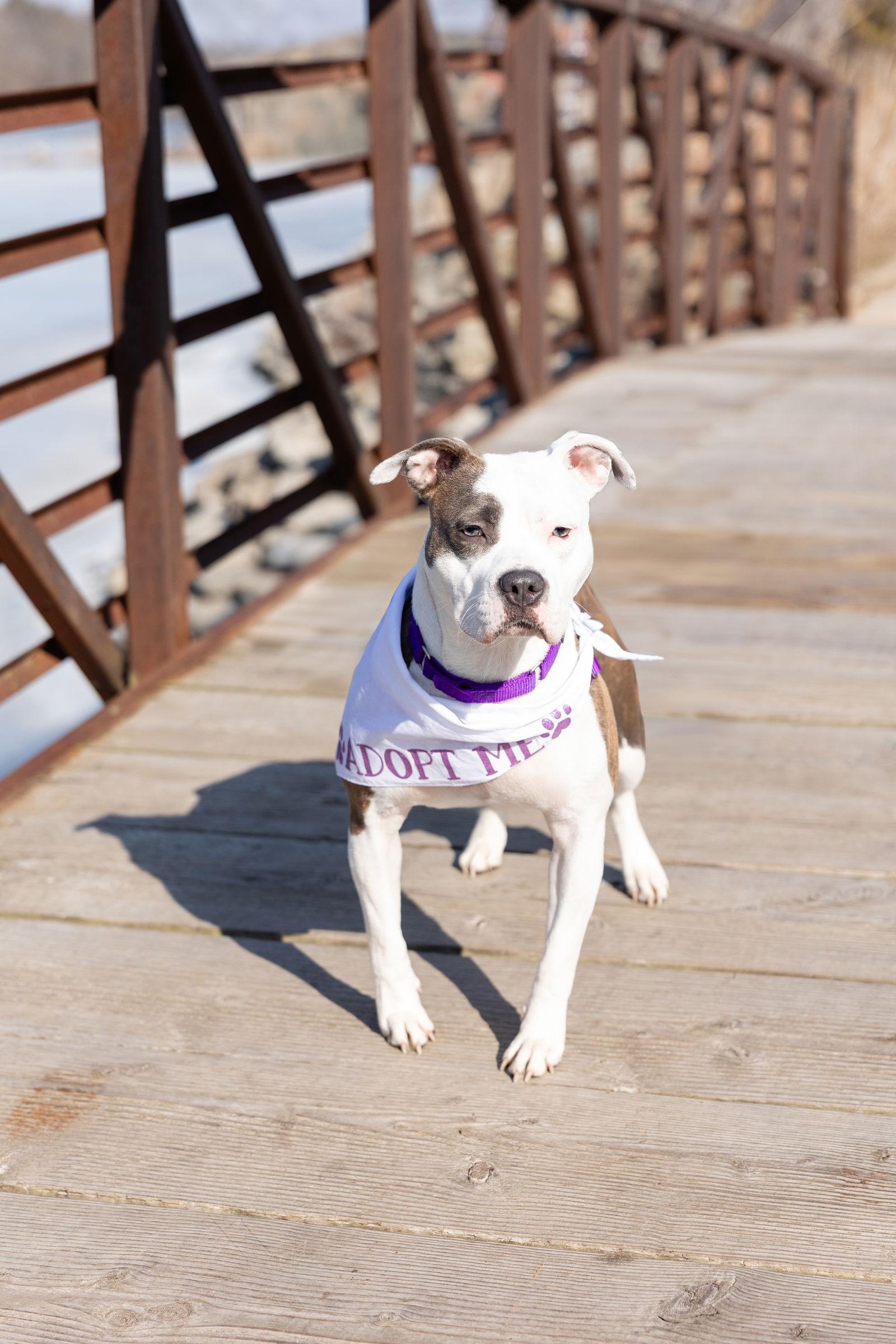 Hawaiian Tropic, Adoptable, Young Female Pit Bull Terrier.