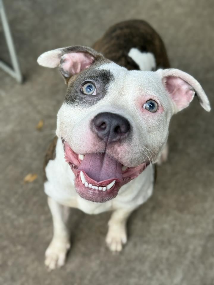 Enlarge Hawaiian Tropic, a Adoptable Pit Bull Terrier in Crete, IL image 1/3