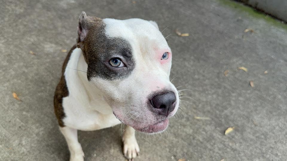 Enlarge Hawaiian Tropic, a Adoptable Pit Bull Terrier in Crete, IL image 2/3
