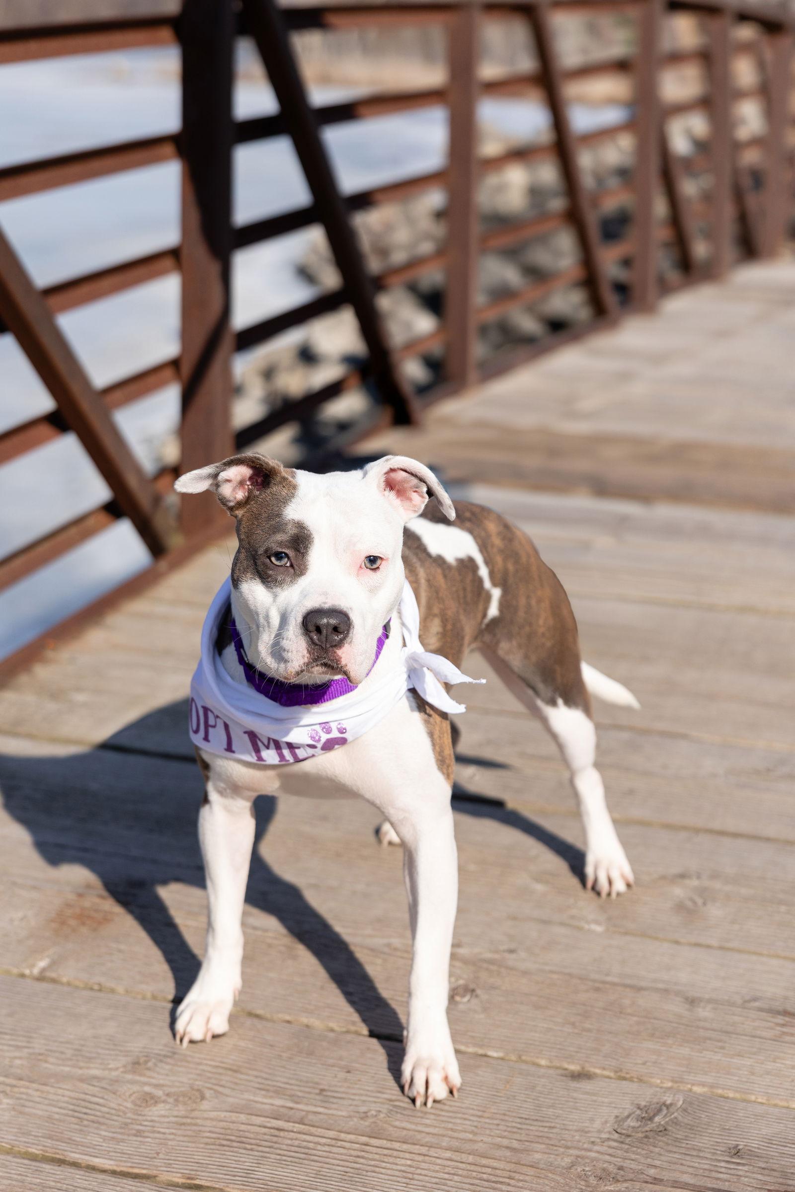 Enlarge Hawaiian Tropic, a Adoptable Pit Bull Terrier in Elgin , IL image 2/3
