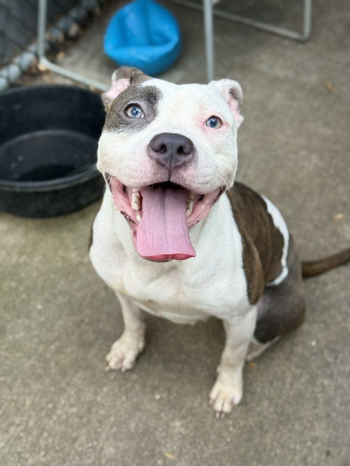 Enlarge Hawaiian Tropic, a Adoptable Pit Bull Terrier in Crete, IL image 3/3