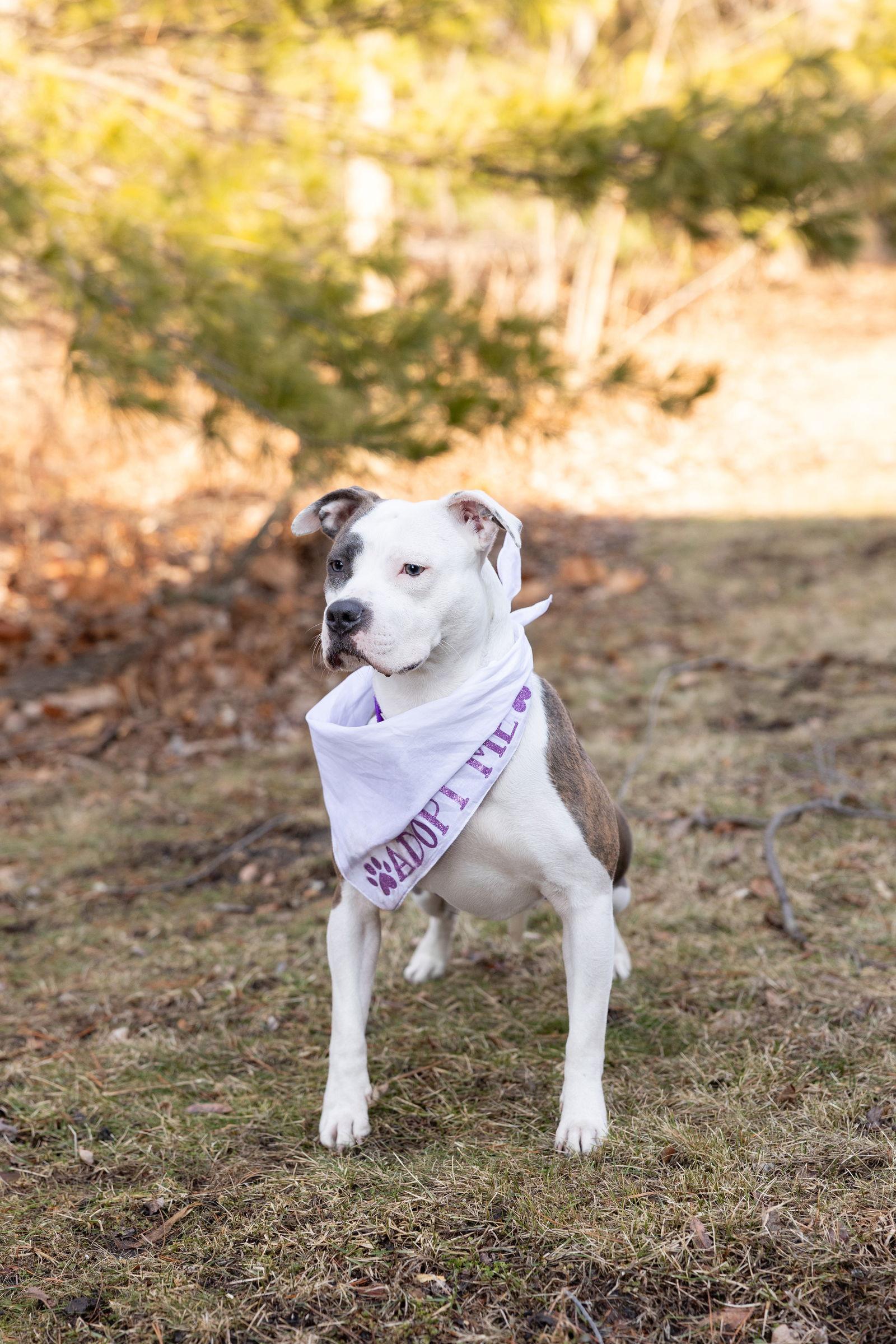 Enlarge Hawaiian Tropic, a Adoptable Pit Bull Terrier in Elgin , IL image 3/3