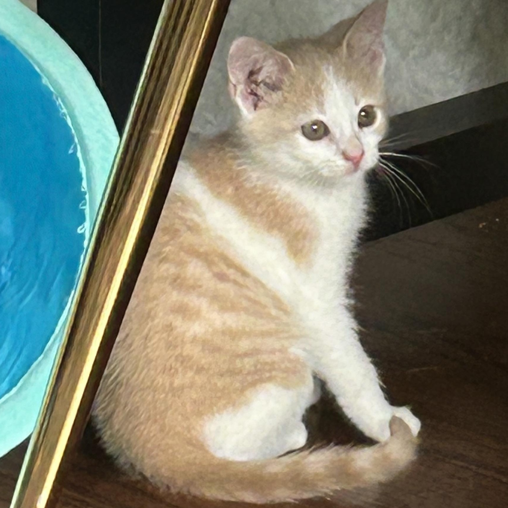 Enlarge Katya, a ADOPTABLE American Shorthair in Lilburn, GA image 1/6