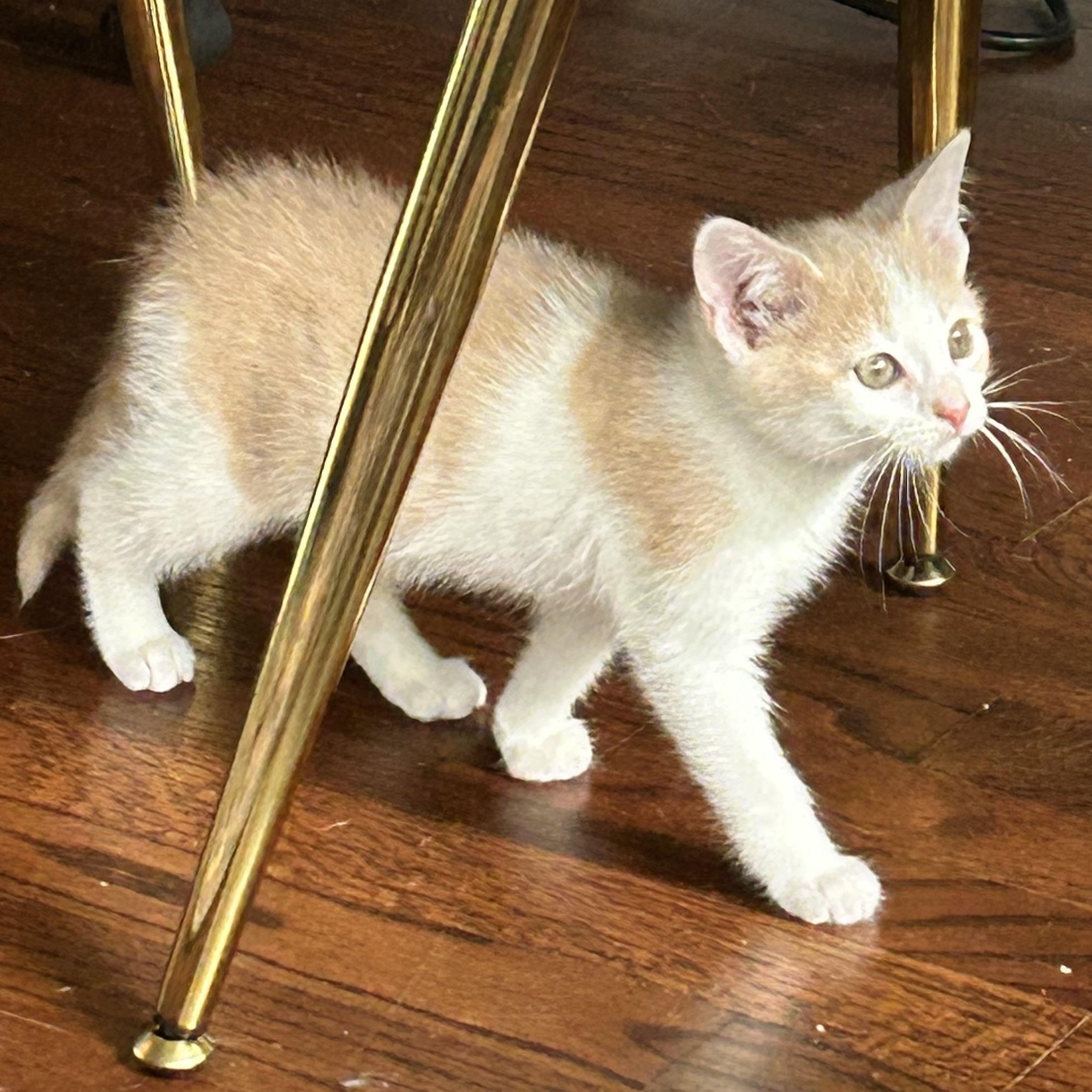 Enlarge Katya, a ADOPTABLE American Shorthair in Lilburn, GA image 3/6