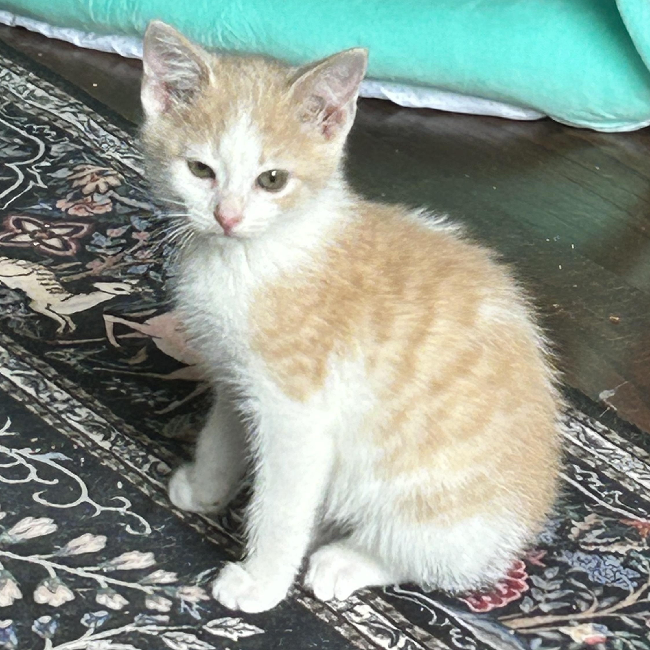 Enlarge Katya, a ADOPTABLE American Shorthair in Lilburn, GA image 5/6