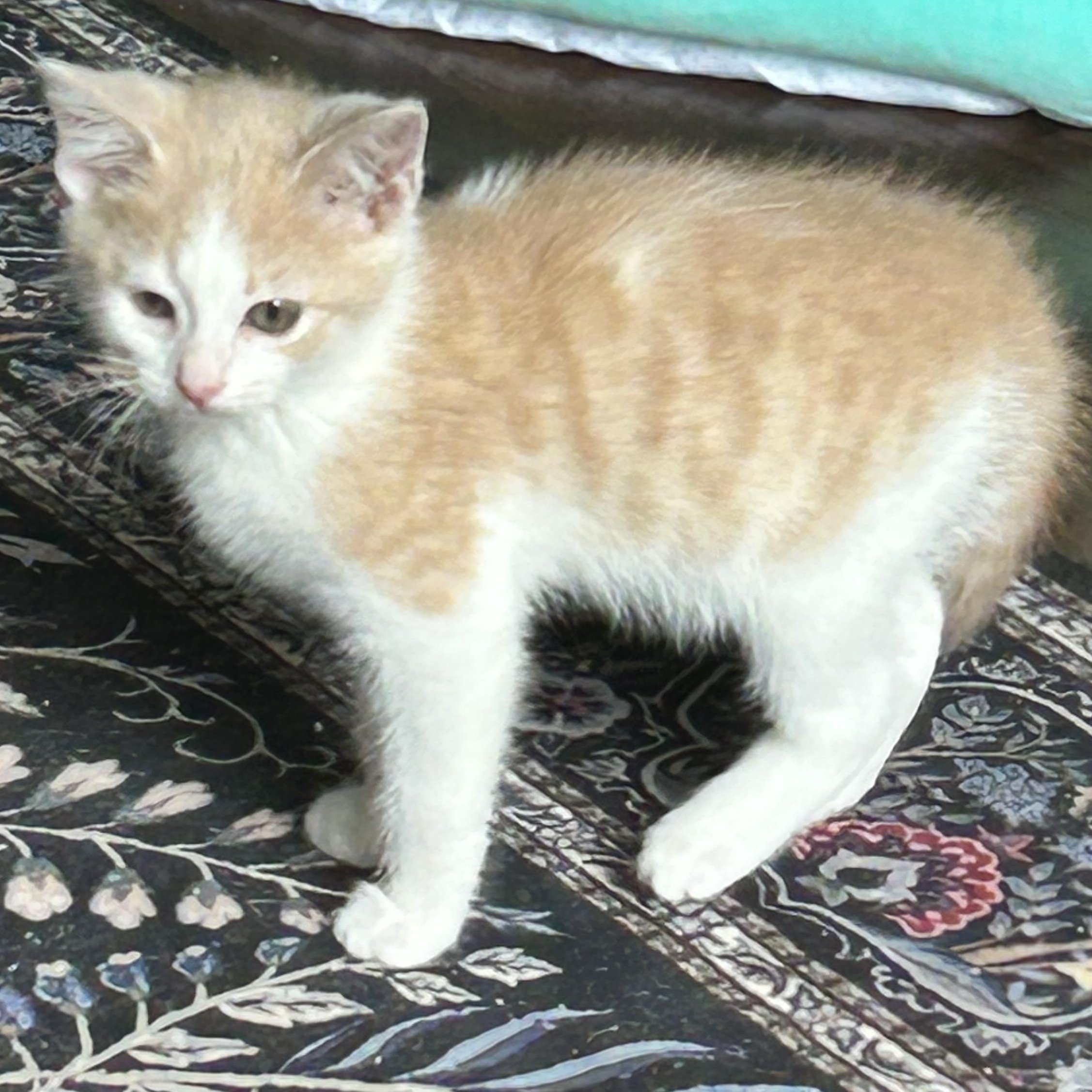 Enlarge Katya, a ADOPTABLE American Shorthair in Lilburn, GA image 6/6