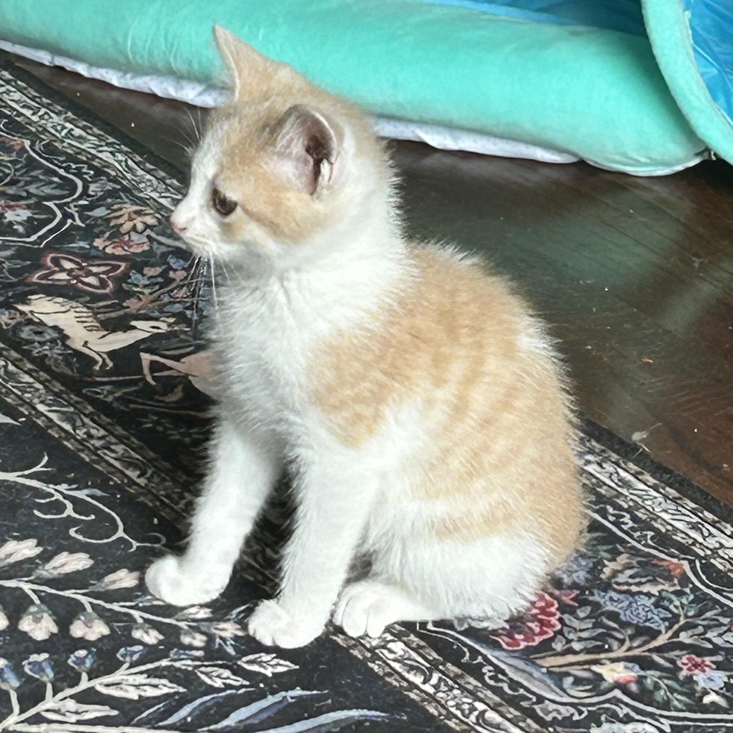 Enlarge Katya, a ADOPTABLE American Shorthair in Lilburn, GA image 2/6