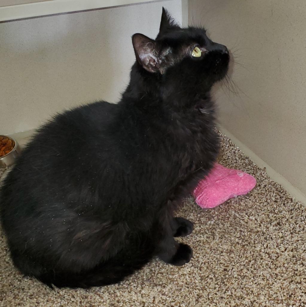 Lucy, Adoptable, Adult Female Domestic Long Hair.