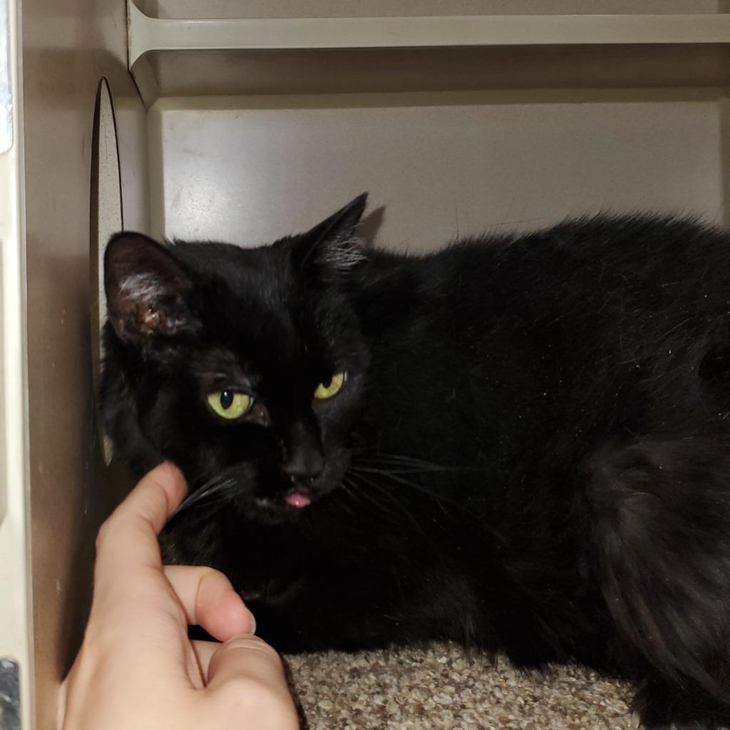Enlarge Lucy, a Adoptable mixed breed in Thayne, WY image 4/6