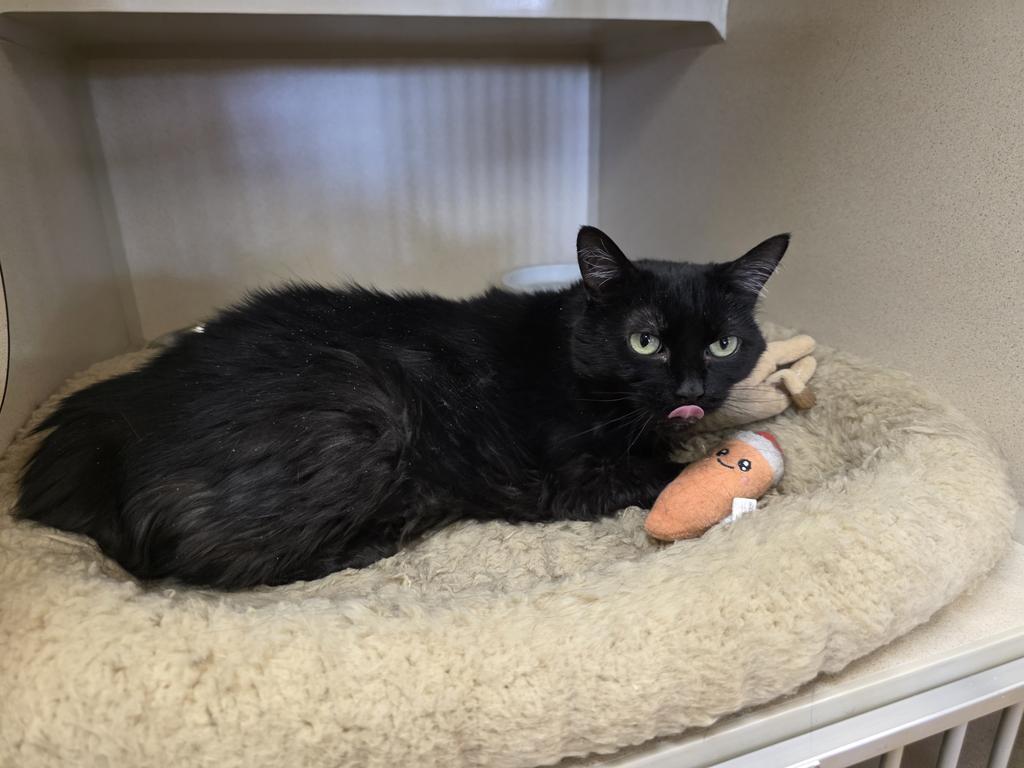 Enlarge Lucy, a Adoptable mixed breed in Thayne, WY image 5/6