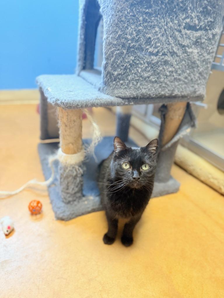 Enlarge Lucy, a Adoptable mixed breed in Thayne, WY image 6/6