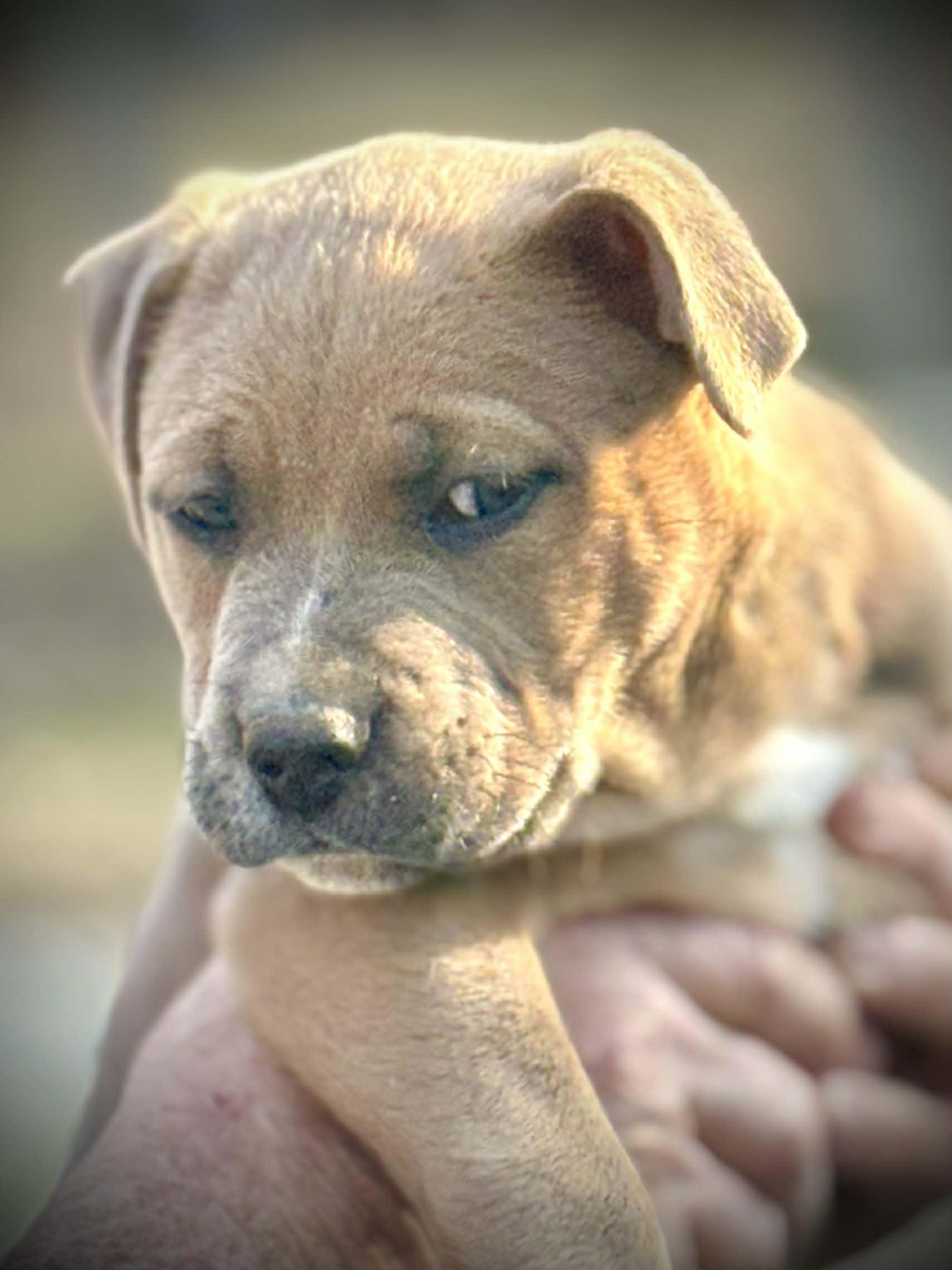 Enlarge Duke, an adopted Mixed Breed in Northwood, NH image 3/3