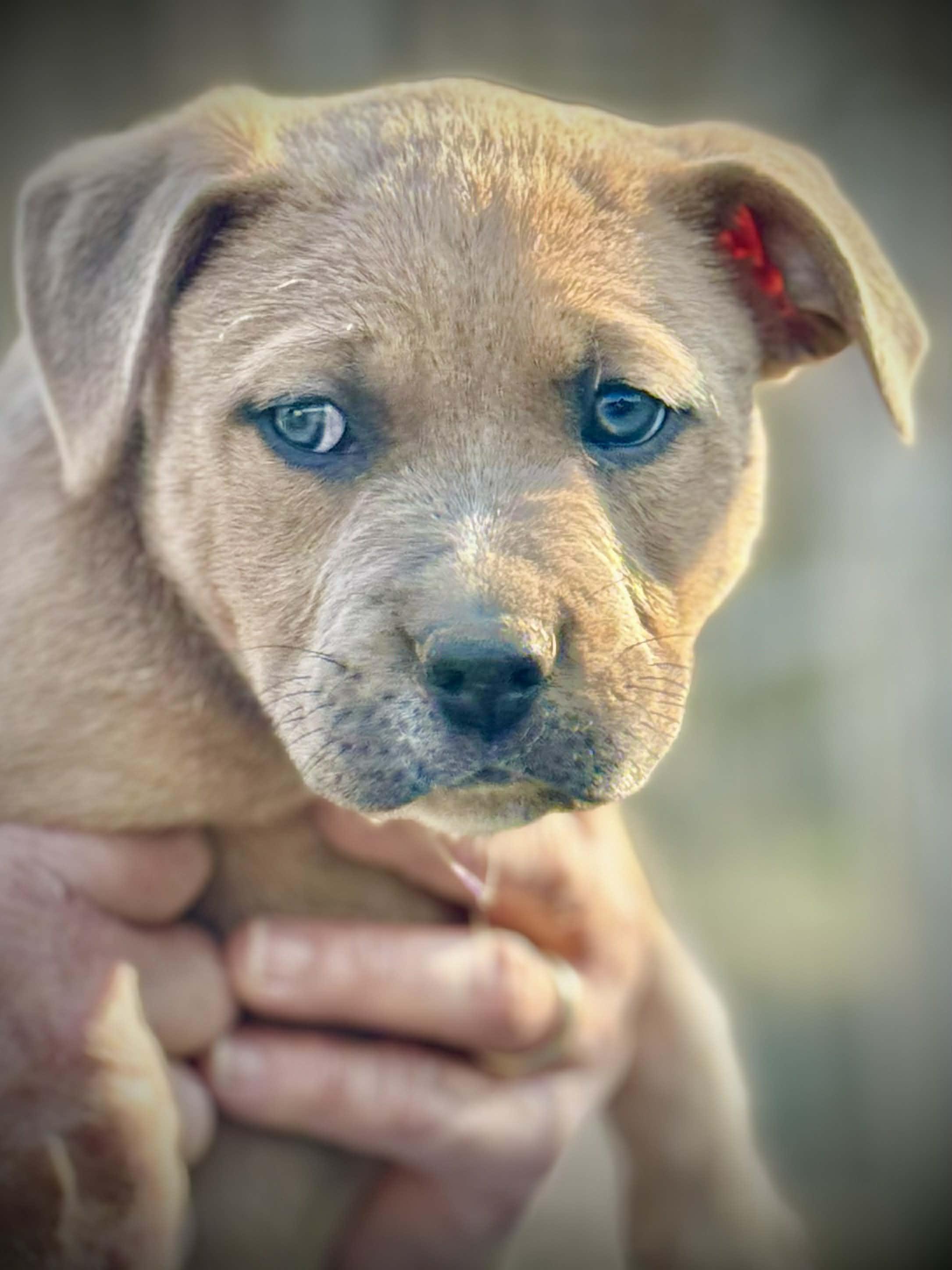 Enlarge Duke, an adopted Mixed Breed in Northwood, NH image 1/3
