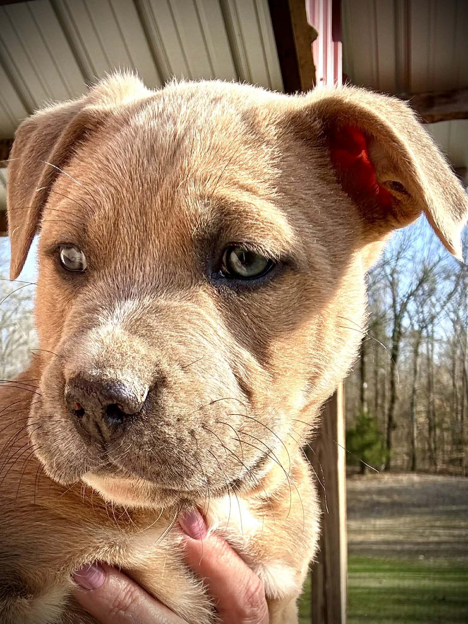 Enlarge Duke, an adopted Mixed Breed in Northwood, NH image 2/3