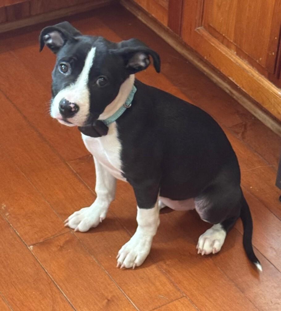 Lucy, Adoptable, Young Female Pit Bull Terrier & Mixed Breed.