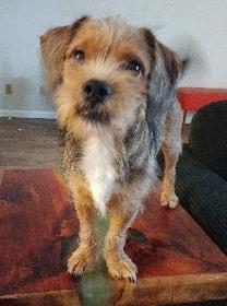 SPARKY, Adoptable, Puppy Male Dachshund & Papillon.