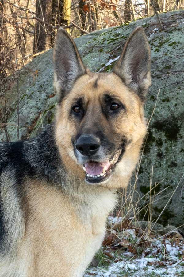 Valentine, a ADOPTABLE German Shepherd Dog in Wayland, MA image 4/6