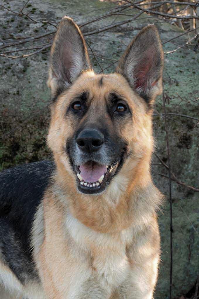 Valentine, ADOPTABLE, Young Female German Shepherd Dog.