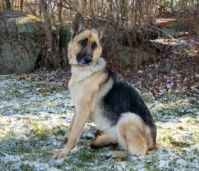 Valentine, a ADOPTABLE German Shepherd Dog in Wayland, MA image 5/6