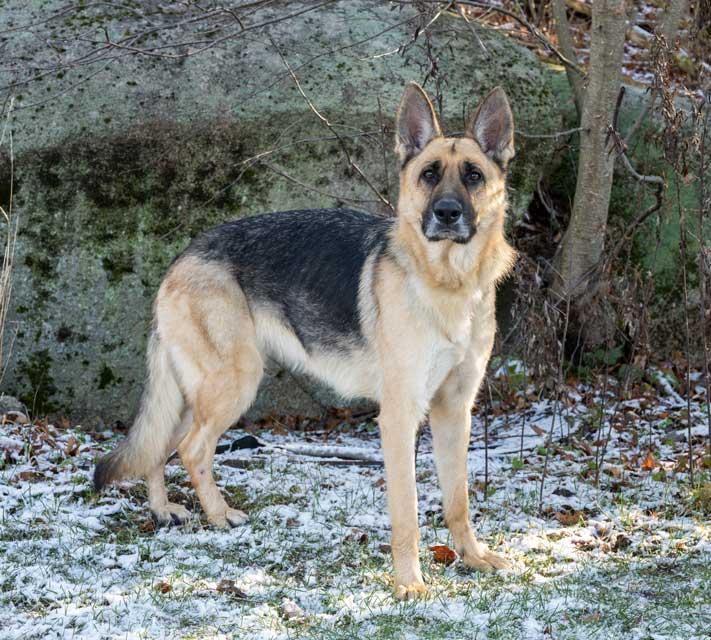 Valentine, a ADOPTABLE German Shepherd Dog in Wayland, MA image 2/6
