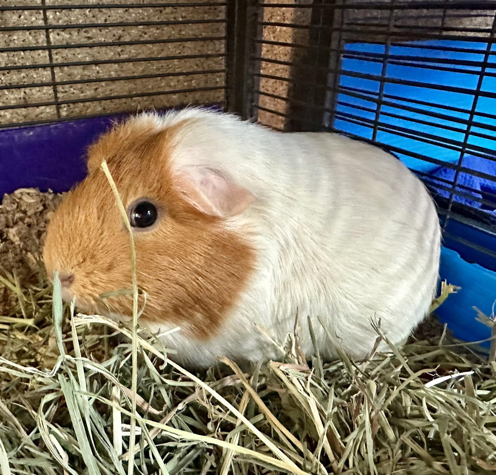 Emerson & Marshmallow(F), Adoptable, Adult Female Guinea Pig.