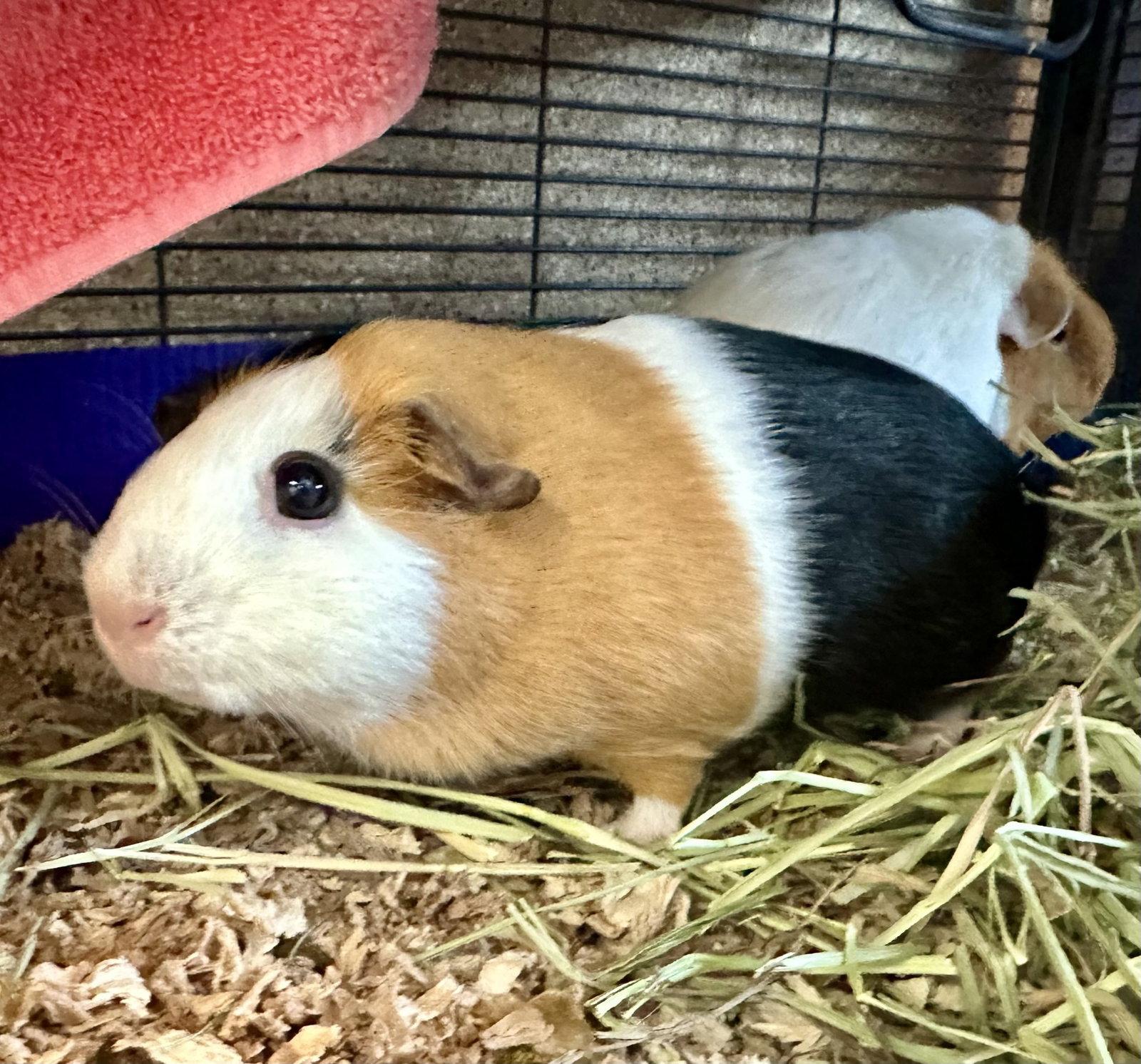 Emerson & Marshmallow(F), a Adoptable Guinea Pig in Burlingame, CA image 2/3