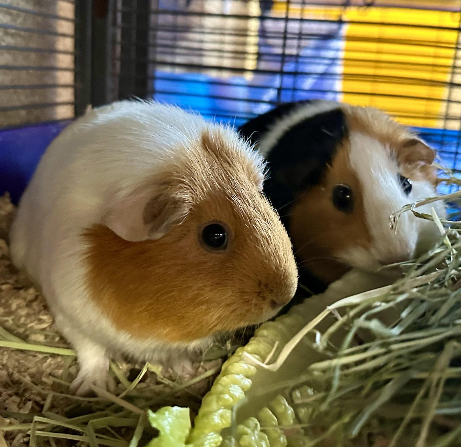 Emerson & Marshmallow(F), a Adoptable Guinea Pig in Burlingame, CA image 3/3