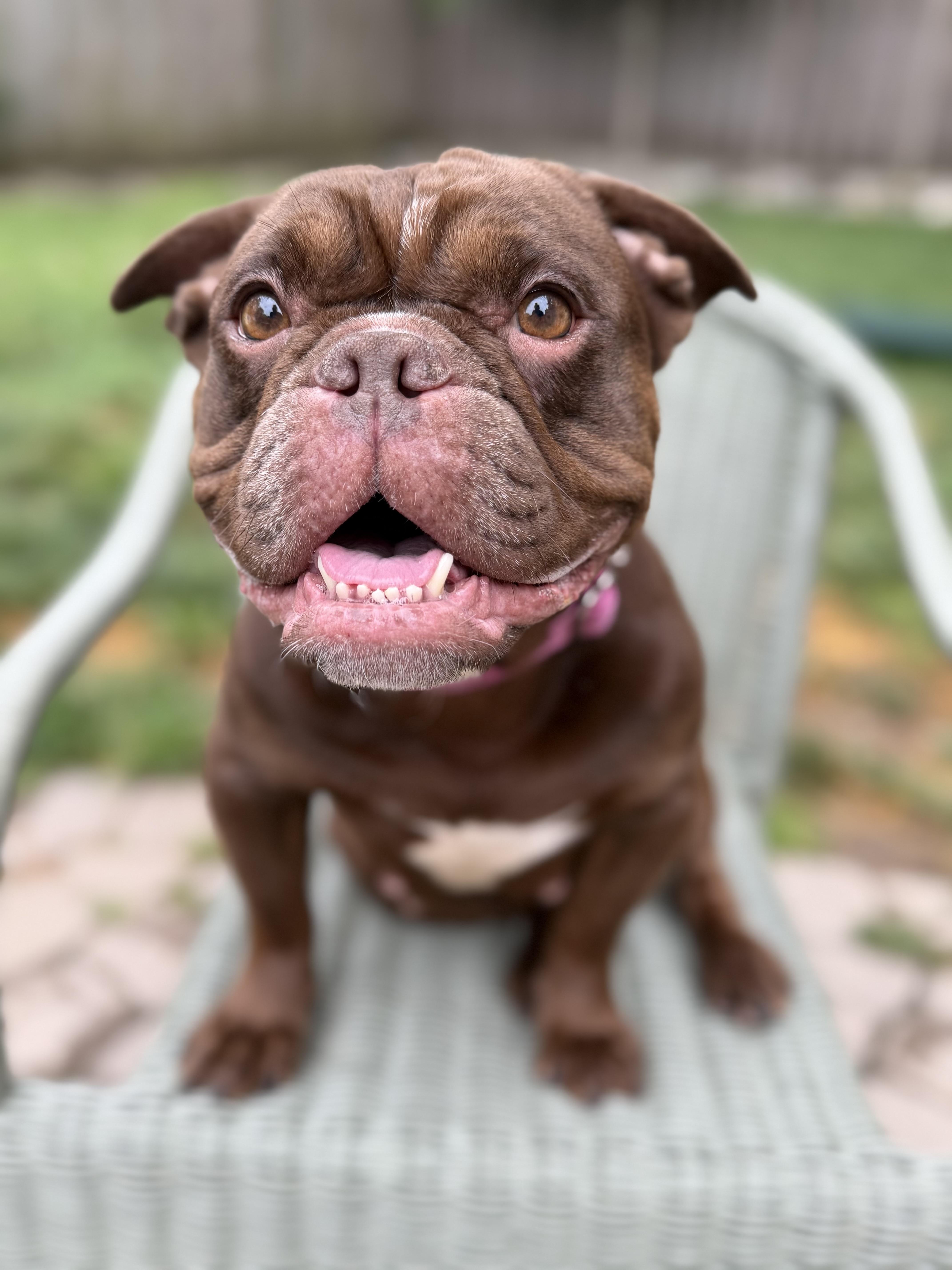 Francine, Adoptable, Adult Female French Bulldog.