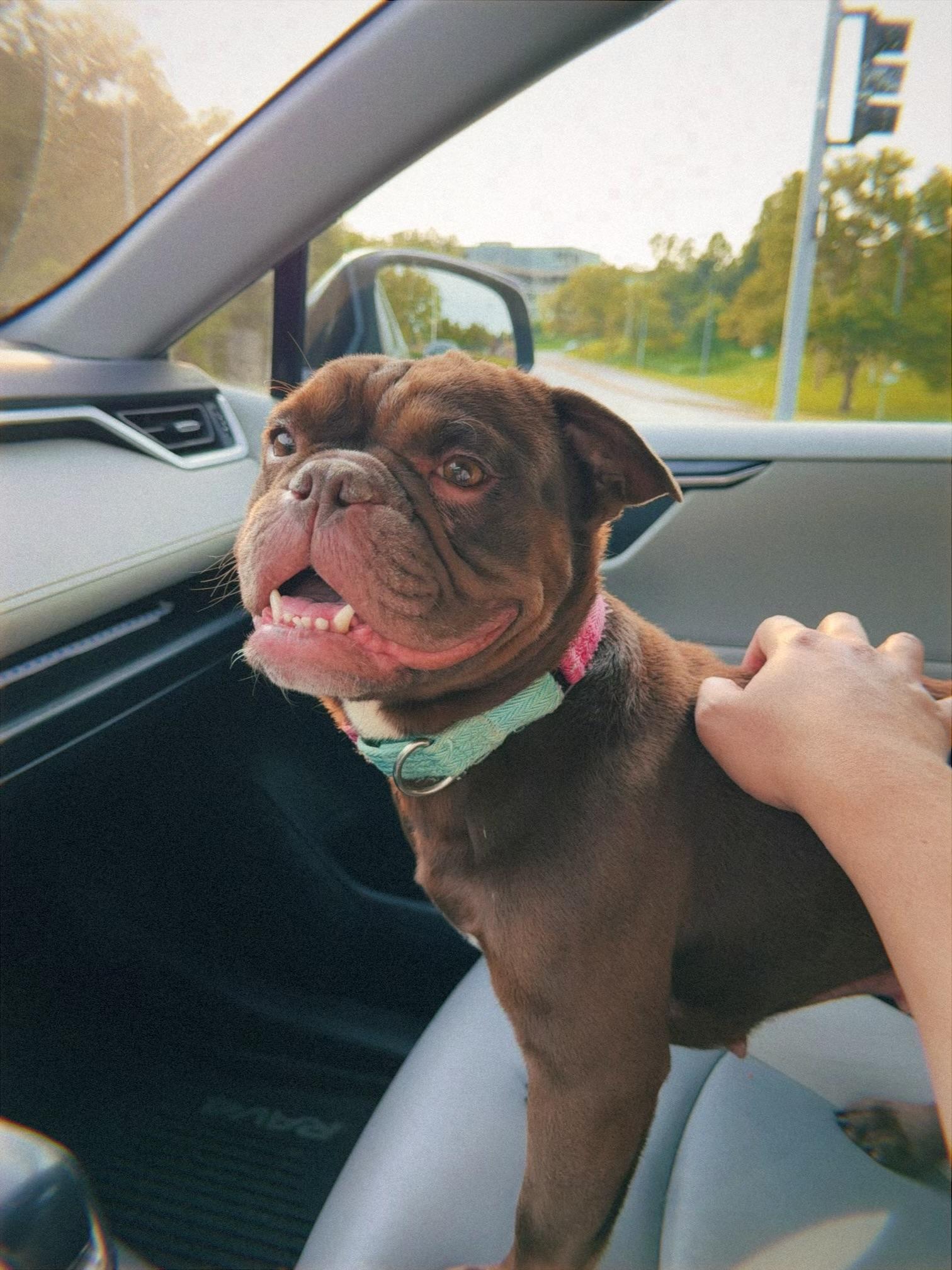 Enlarge Francine, a Adoptable mixed breed in Raytown, MO image 3/5