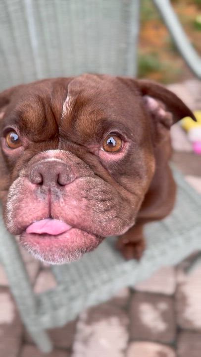 Enlarge Francine, a Adoptable mixed breed in Raytown, MO video 1/5