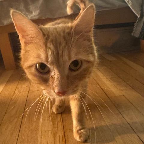 Nancy, Adoptable, Adult Female Domestic Short Hair.