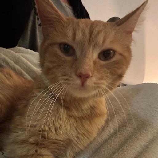Enlarge Nancy, a Adoptable Domestic Short Hair in Staten Island, NY image 2/5