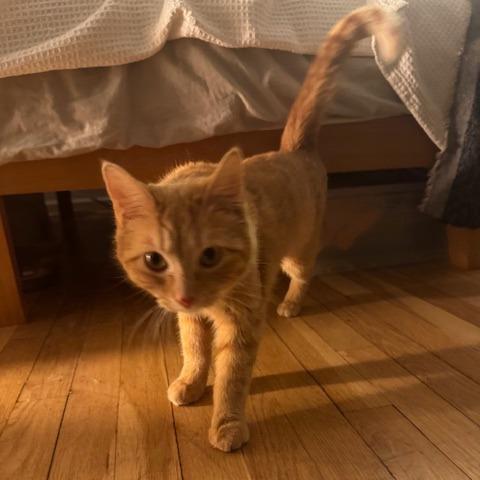 Enlarge Nancy, a Adoptable Domestic Short Hair in Staten Island, NY image 3/5