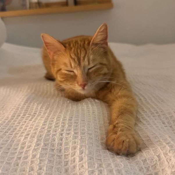 Enlarge Nancy, a Adoptable Domestic Short Hair in Staten Island, NY image 5/5