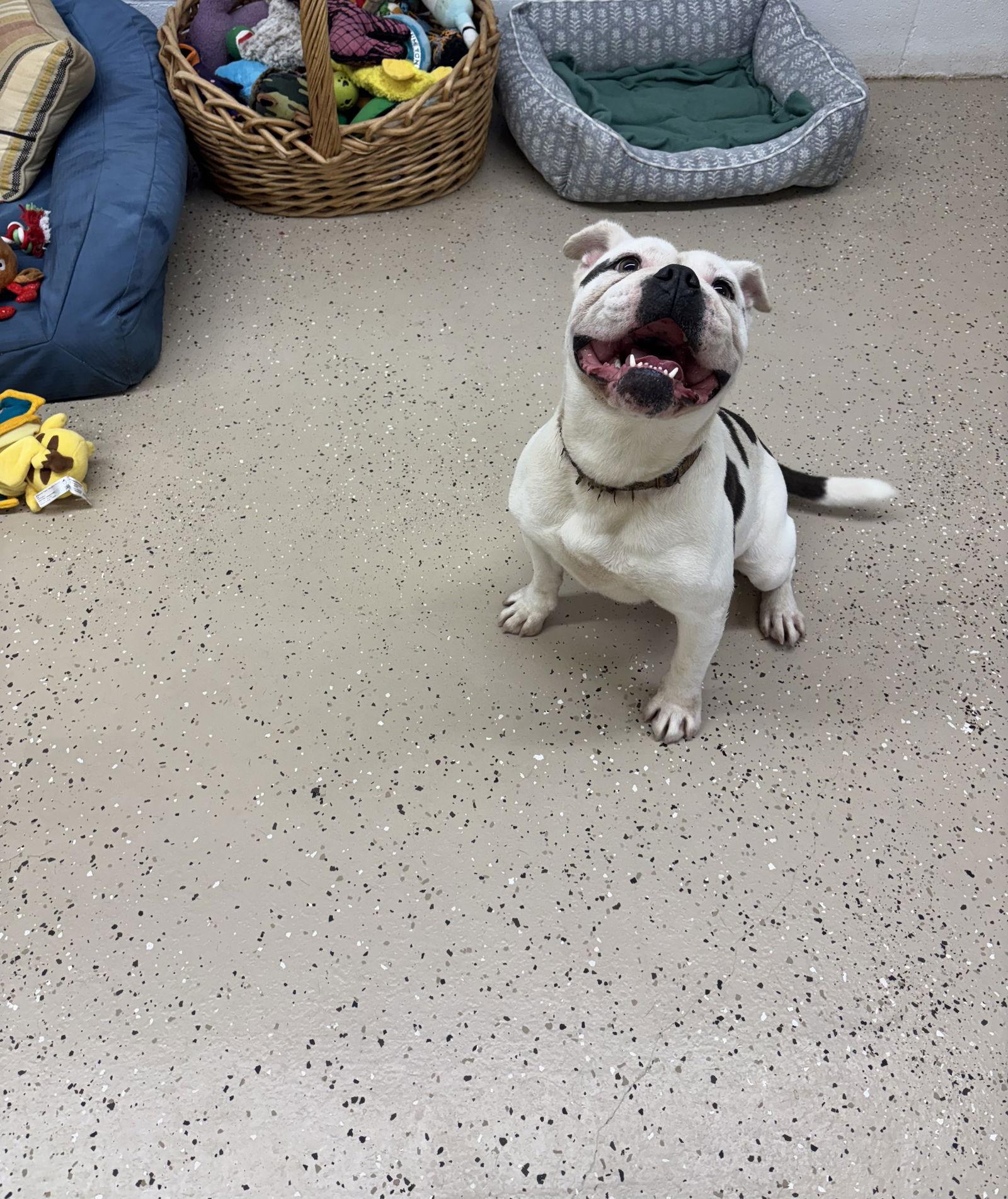 Stella, a Adoptable English Bulldog in York, SC image 1/3