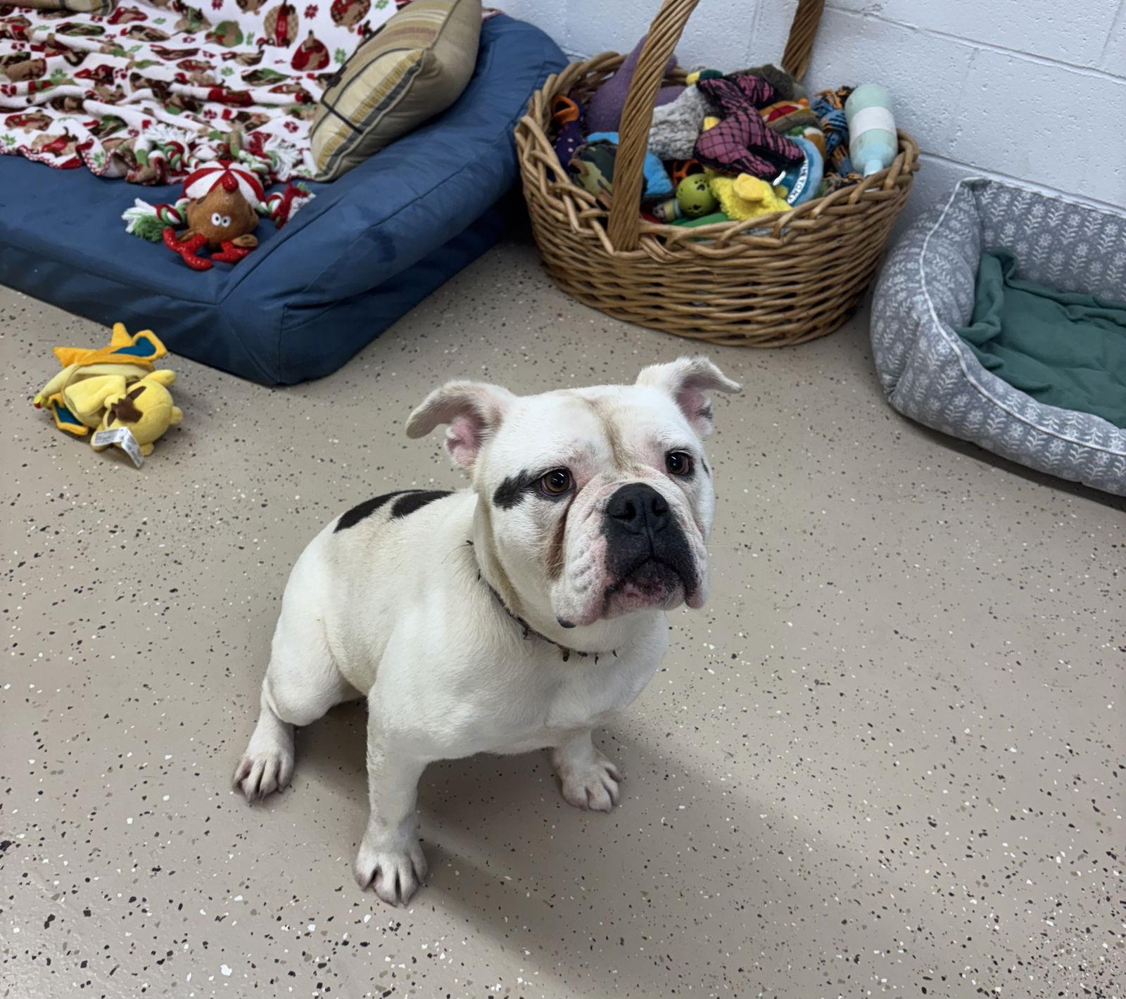 Stella, a Adoptable English Bulldog in York, SC image 2/3