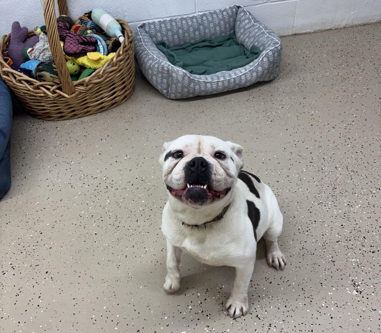 Stella, a Adoptable English Bulldog in York, SC image 3/3