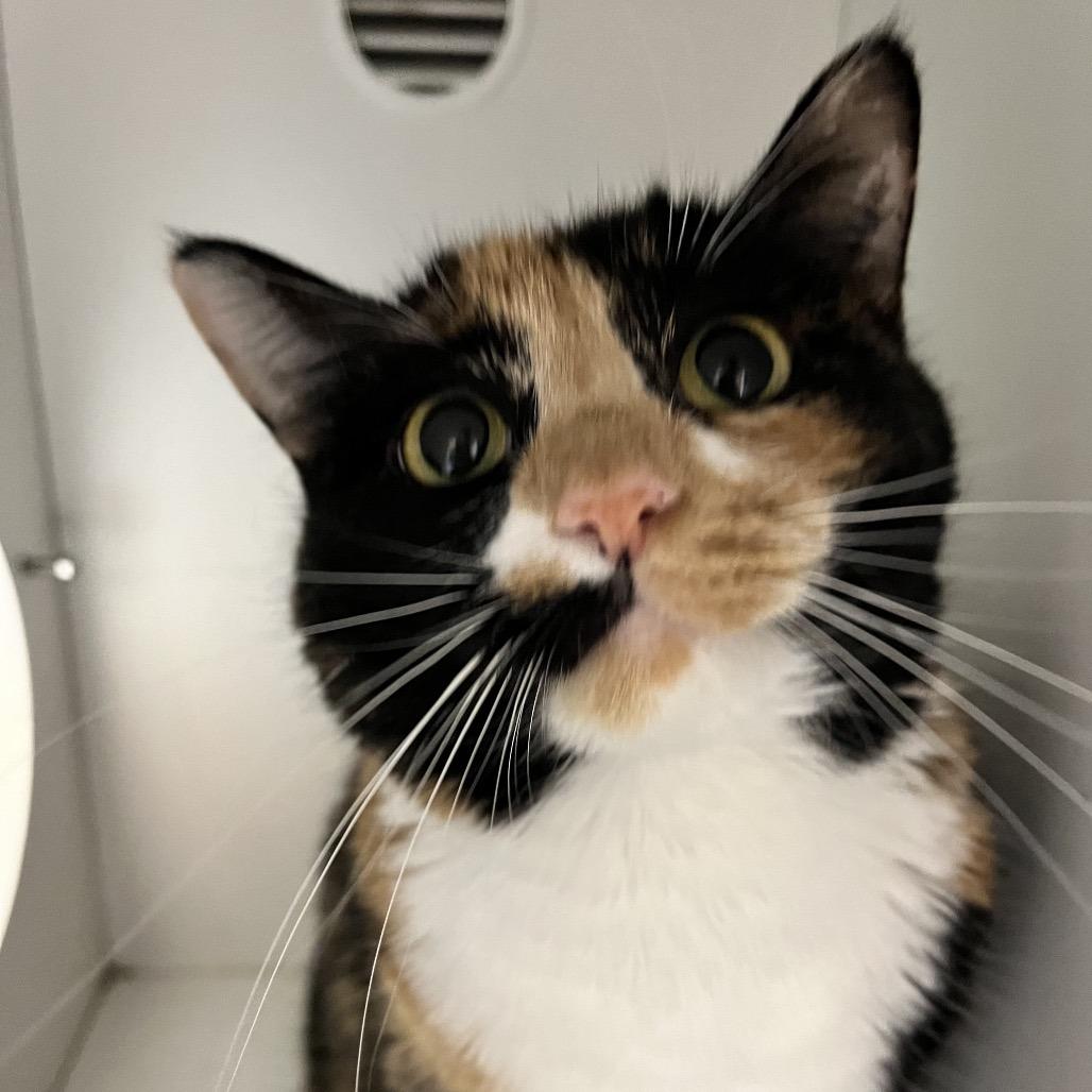 Ella — thumbnail 2